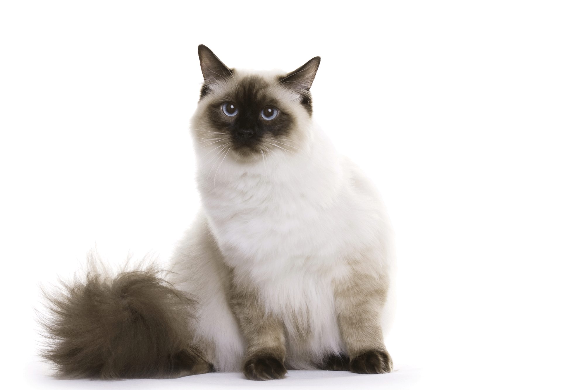 Ragdoll Cat Facts Personality Characteristics And Breed Info