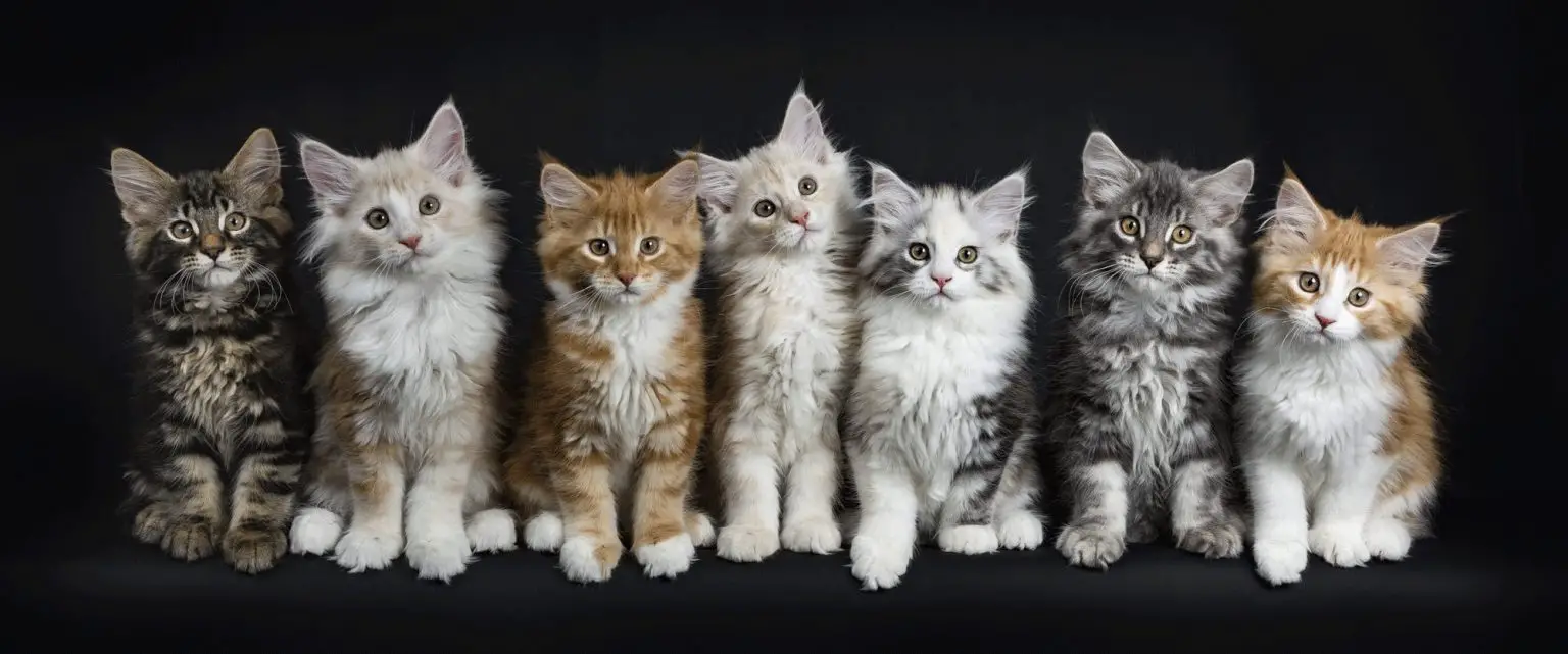 Maine Coon Colors and Patterns