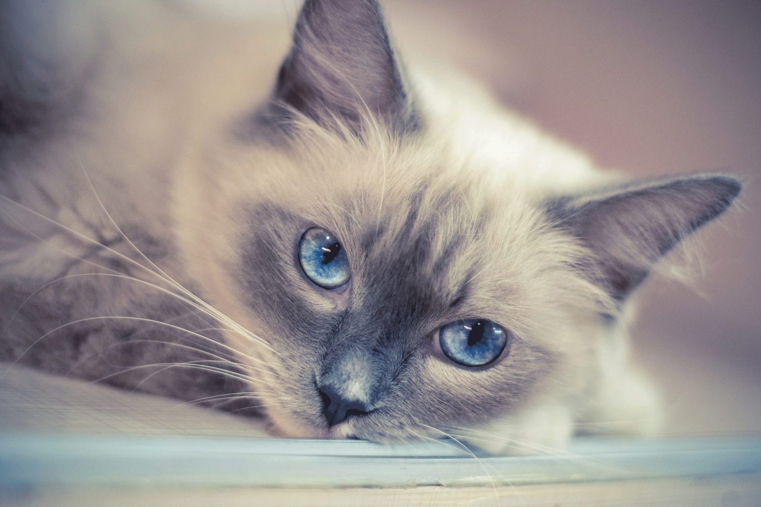 common-health-issues-for-ragdoll-cats