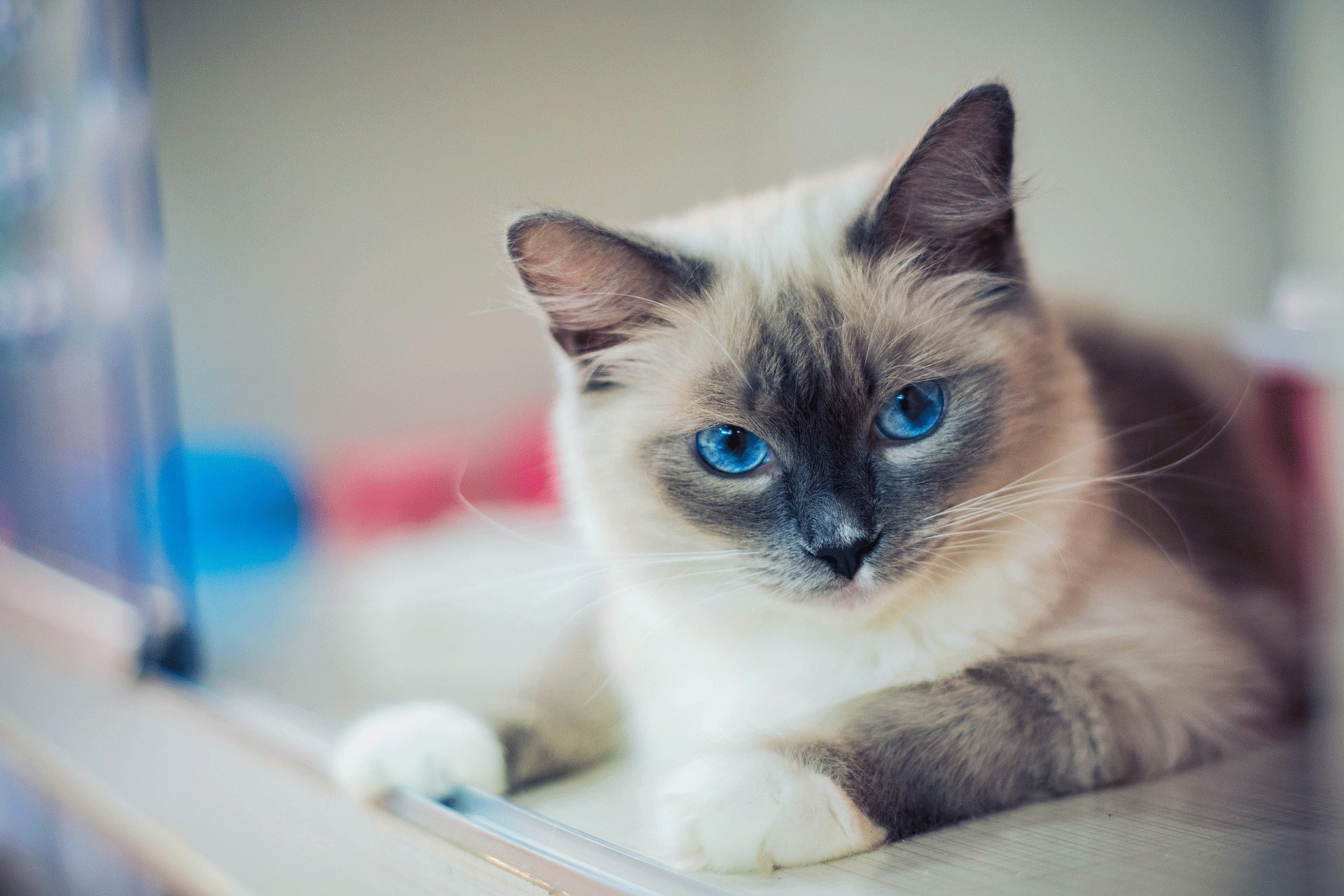 Characteristics of the Ragdoll Cat