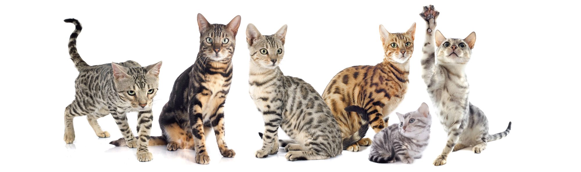 Bengal Cat Colors And Patterns Guide 6646