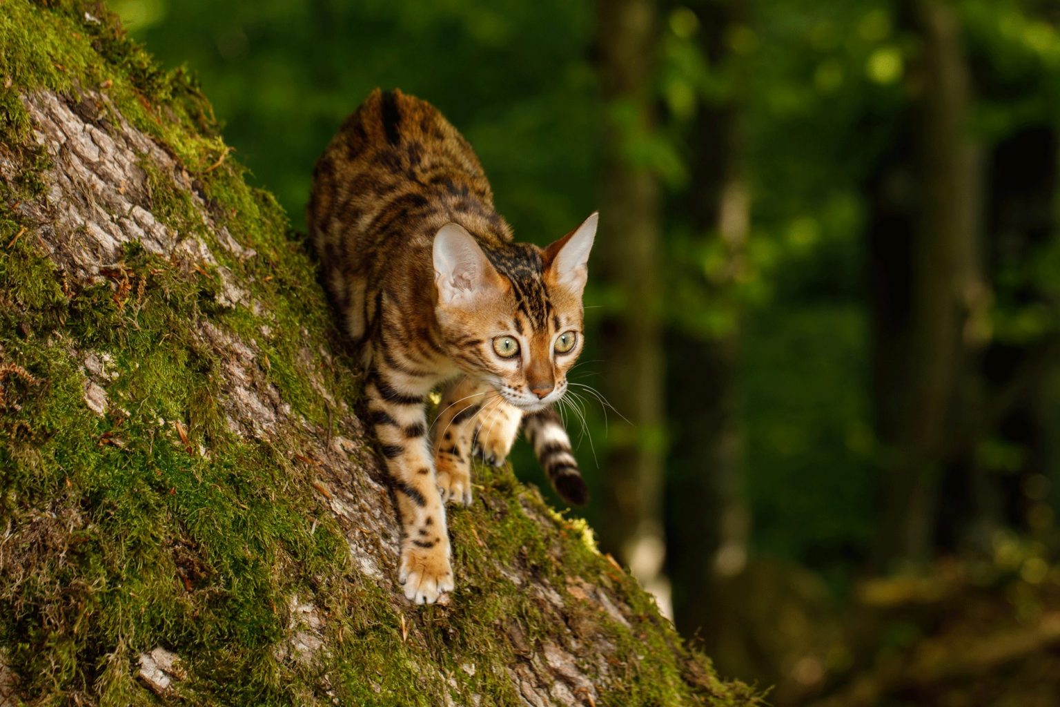 Six Fascinating Bengal Cat Facts