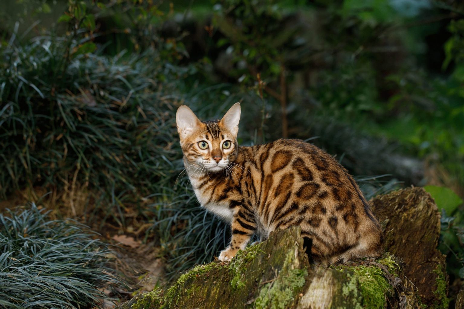 History of the Bengal Cat