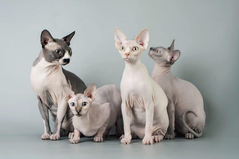 Six Ways to Identify a Sphynx Cat