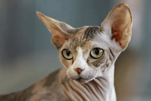 Six Ways to Identify a Sphynx Cat