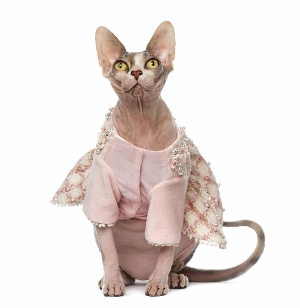 Sphynx Cats in Sweaters