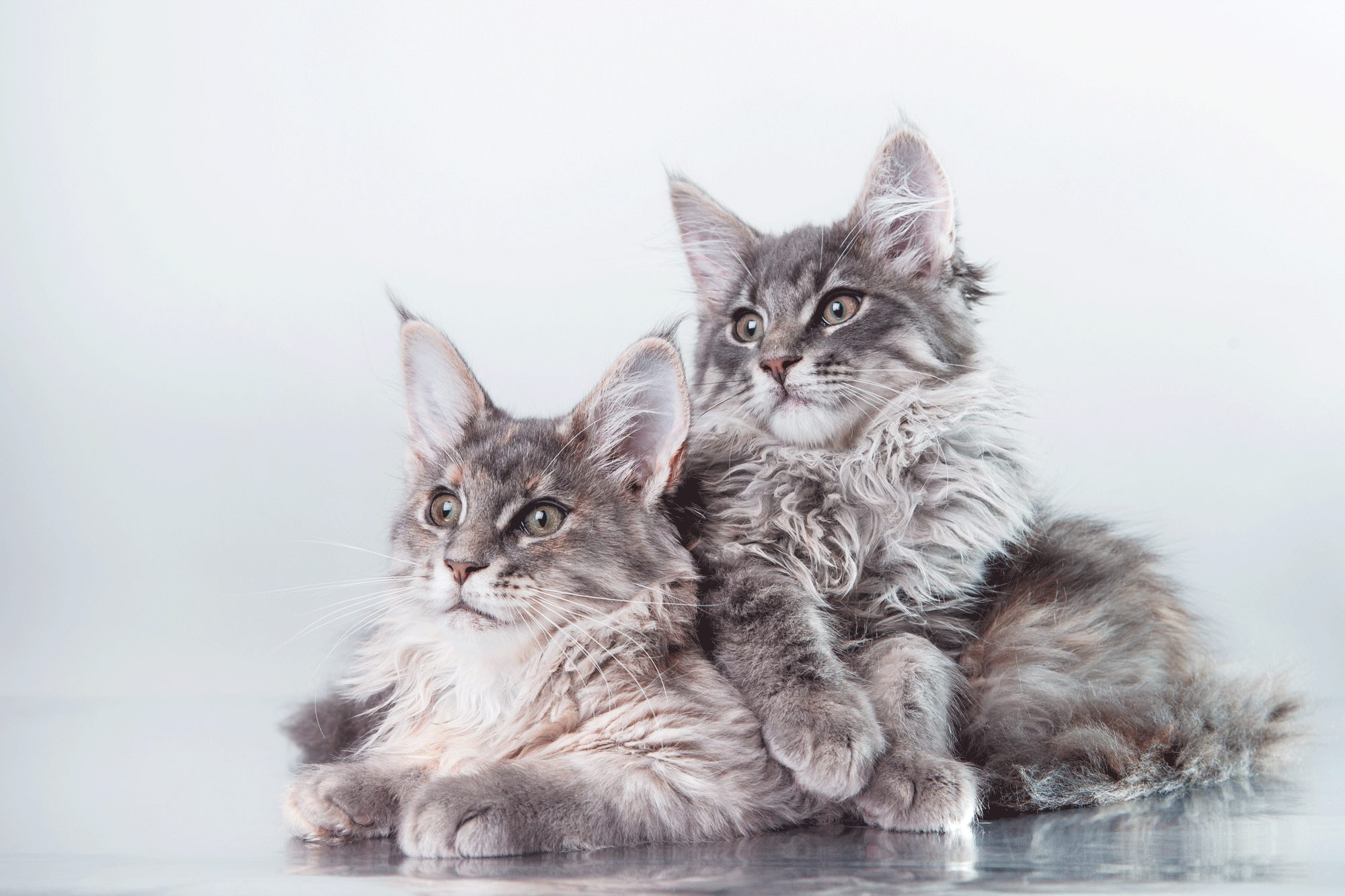 Maine Coon Lifespan How To Help Them Live A Long And Happy Life   Maine Coon Lifespan 