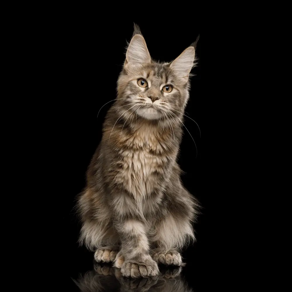 The Polydactyl Maine Coon: Why Some Have Extra Toes