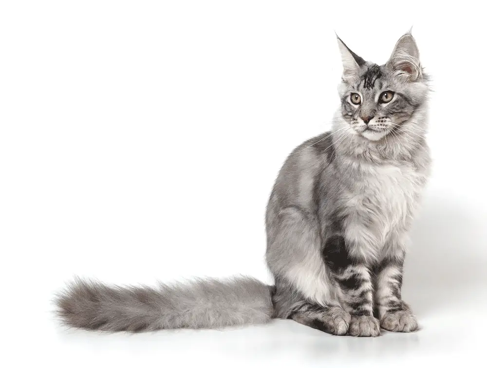 Small Maine Coons: 5 Reasons Why Not All Maine Coons Are Giants