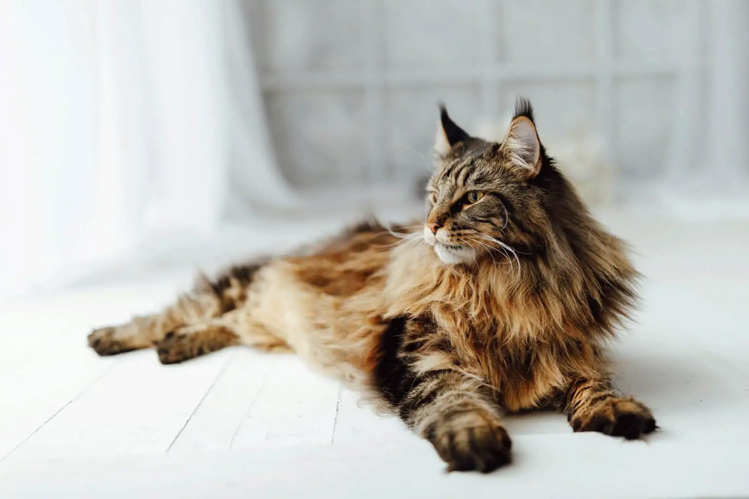 Do Maine Coons Shed Their Mane?