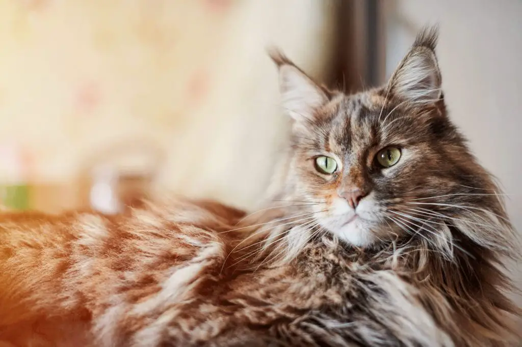 Maine Coon Ear Tufts and Lynx Tips
