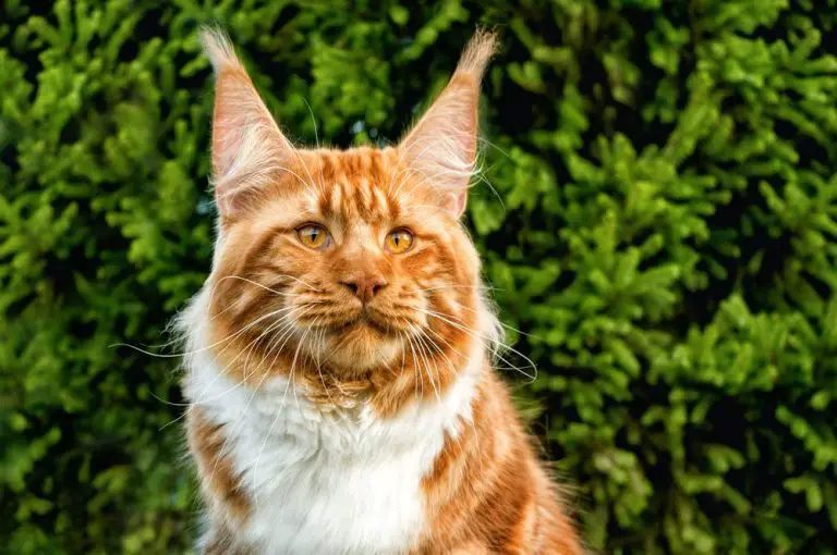 Maine Coon Ear Tufts and Lynx Tips