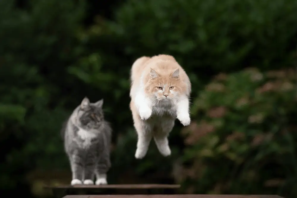 Maine Coon Jumping