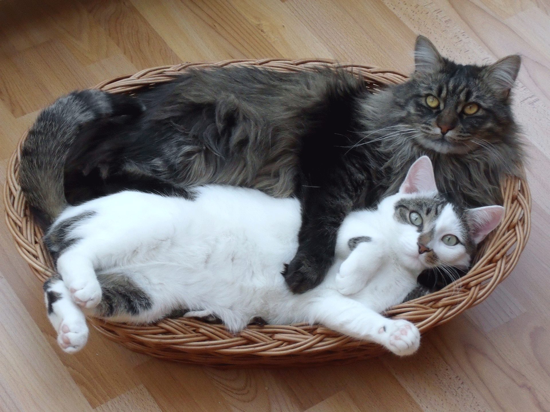 maine-coon-size-compared-to-a-normal-cat