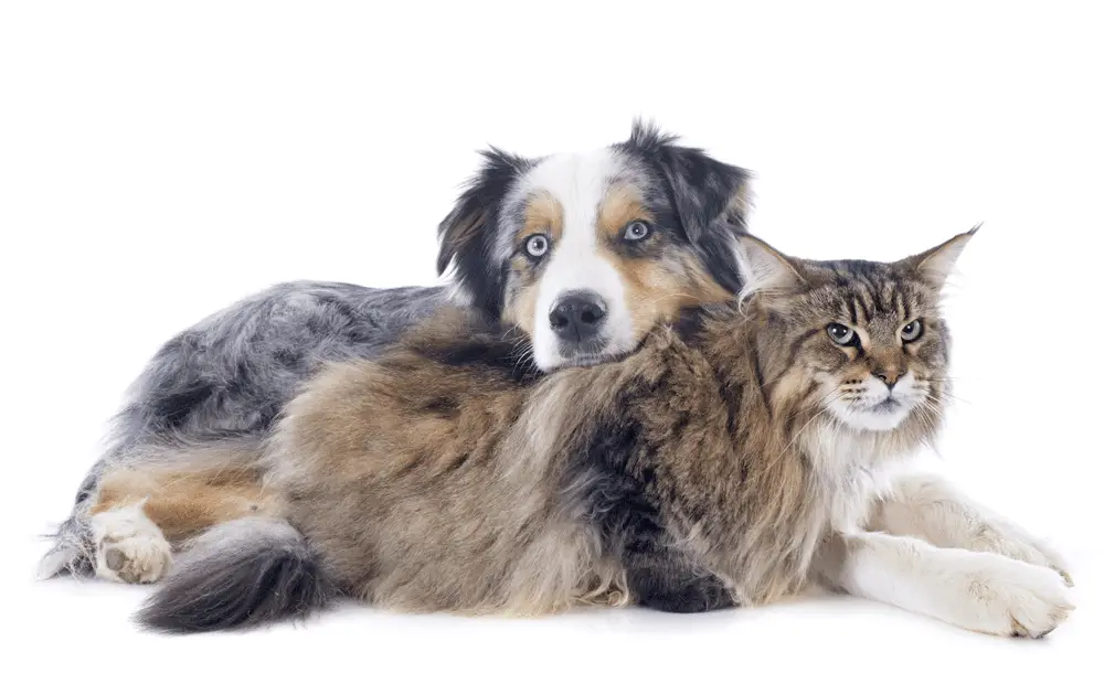 Maine Coon Size Comparison to a Dog