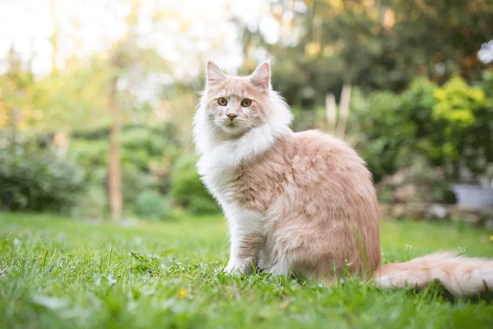 Do Maine Coons Shed Their Mane?