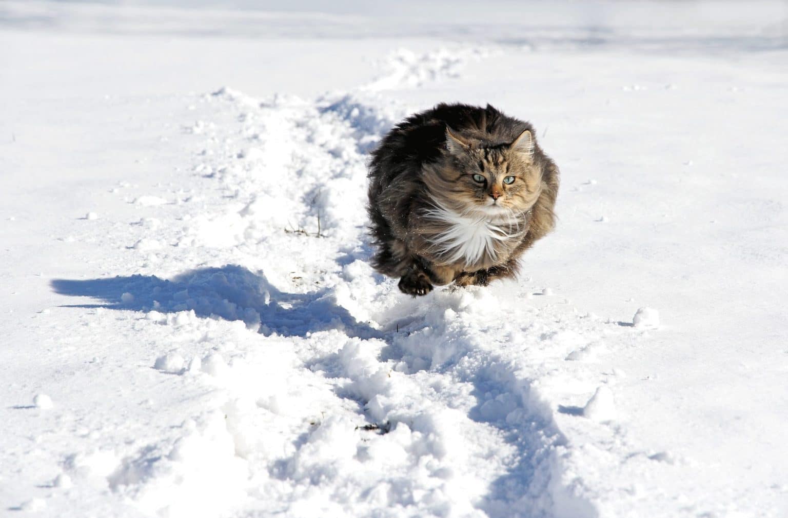 Can Norwegian Forest Cats Jump?