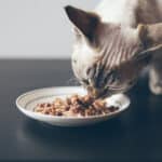 make your own cat food