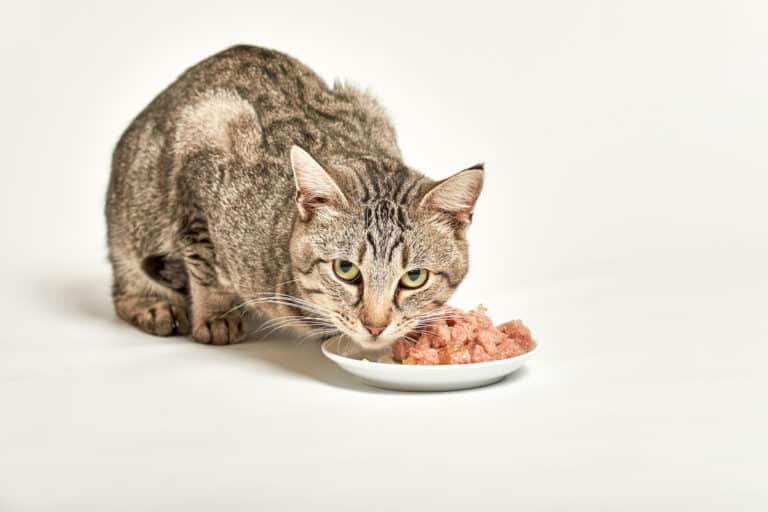 How Long Does Wet Cat Food Last?