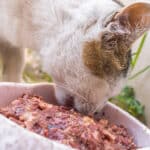 make your own cat food