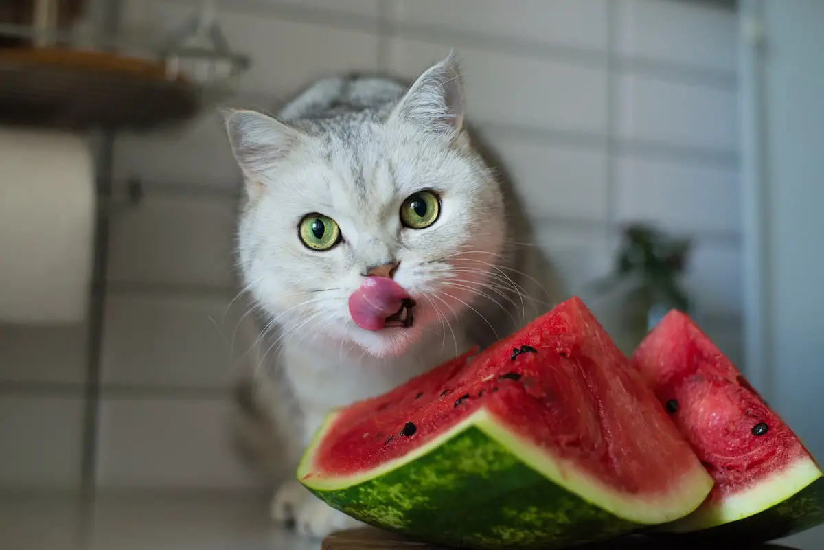 can-cats-eat-watermelon