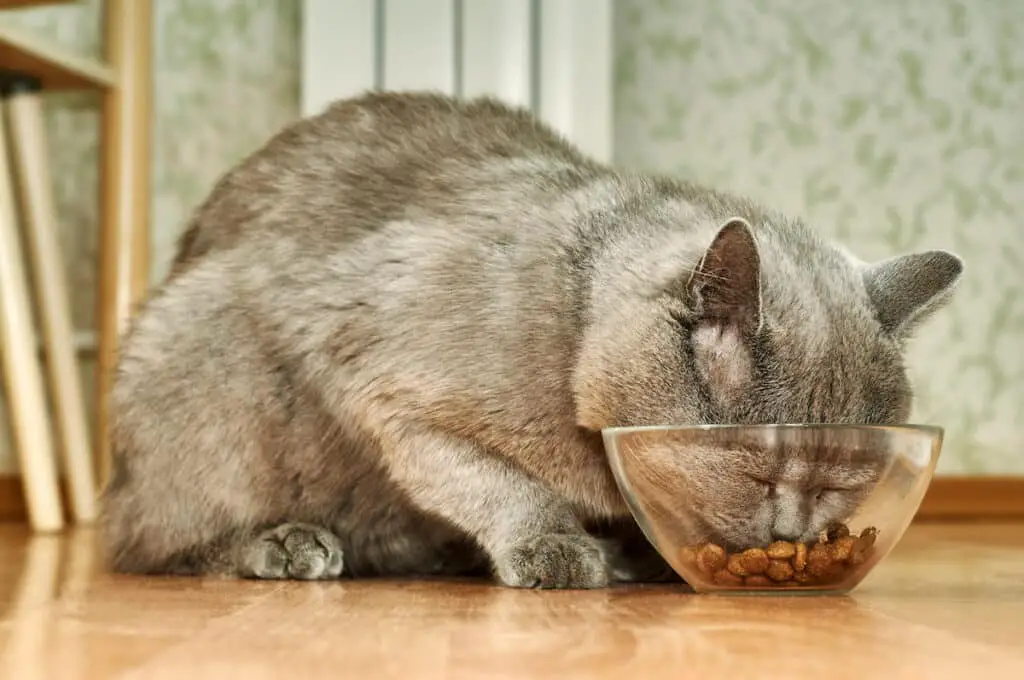 should-i-feed-my-cat-once-or-twice-a-day