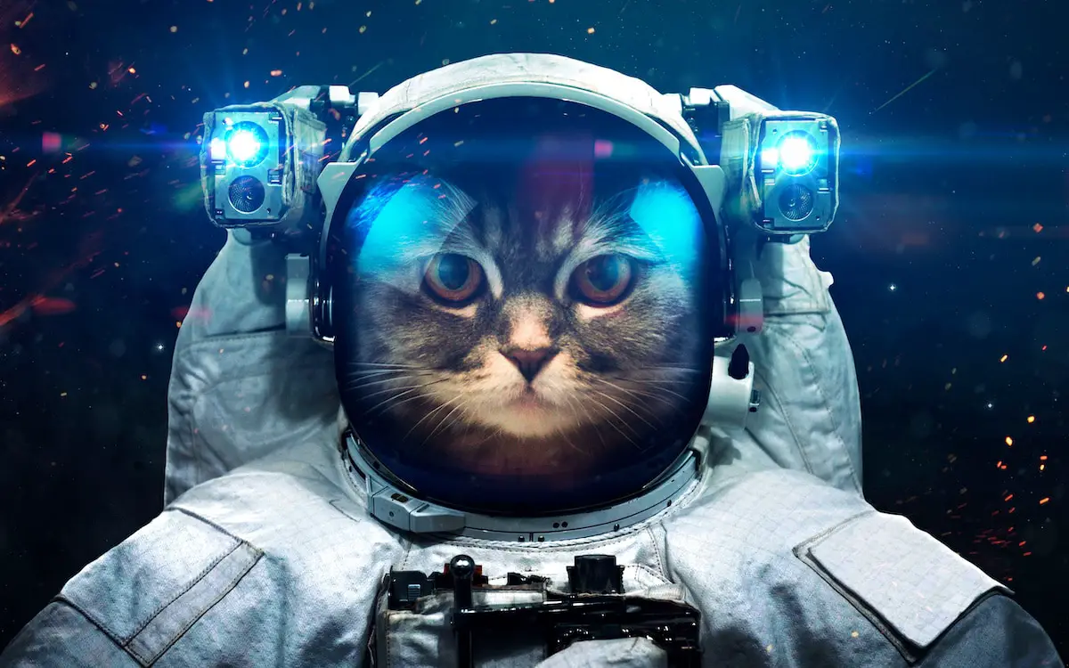 The Cat Who Went to Space