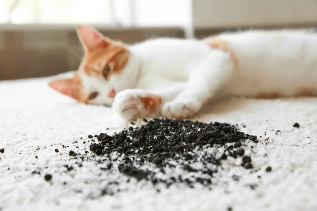 how-to-keep-my-cat-from-eating-potting-soil