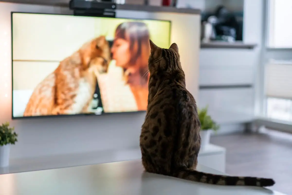 do-cats-actually-watch-tv