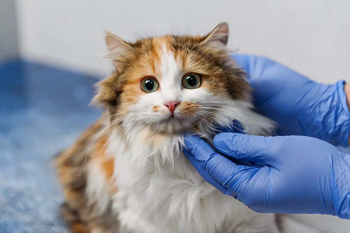 Contagious Cat Diseases