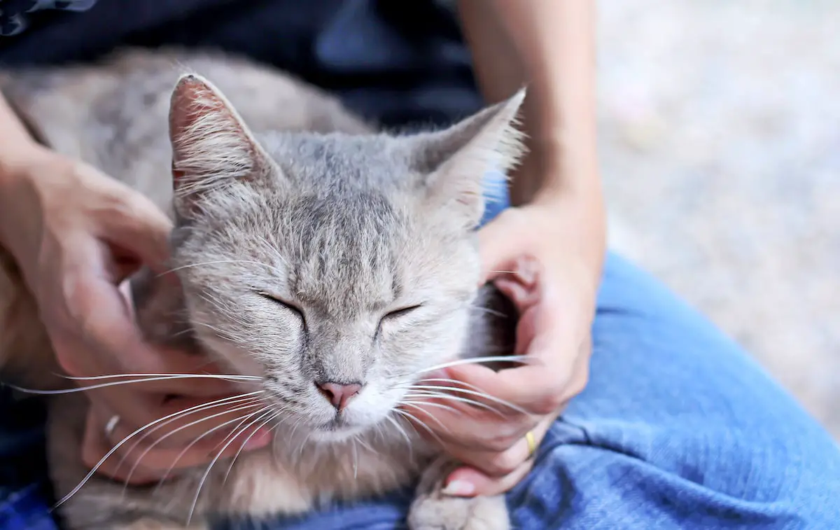 How to Give Your Cat a Massage