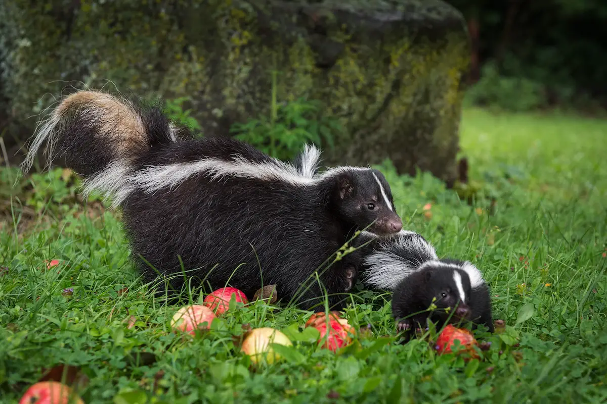 what-to-do-if-my-cat-got-sprayed-by-a-skunk