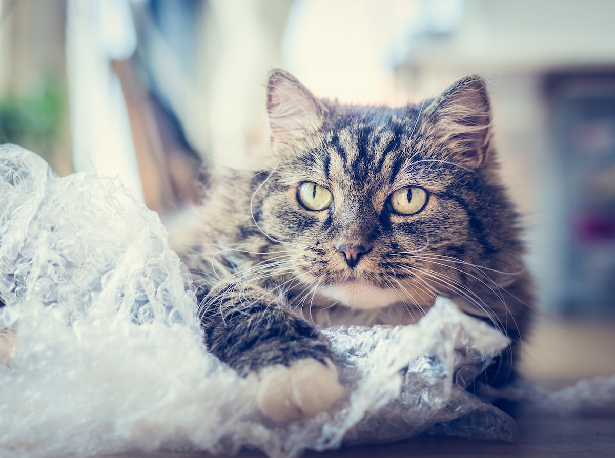 why do cats like the sound of plastic