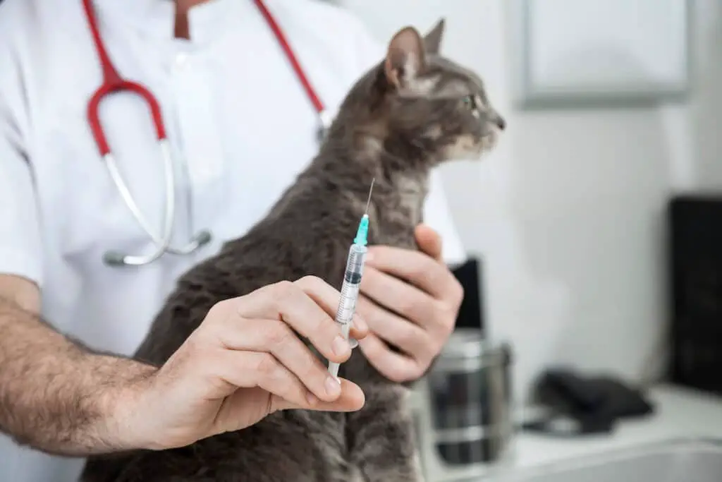 Пациент ветеринара. Кот врач. Картинки котов врачей. Липидоз у кота чем лечить.