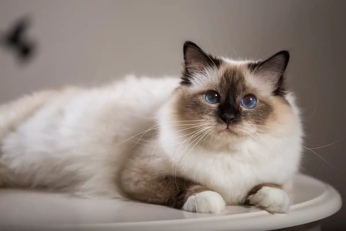 11 Worst Cats for First Time Owners