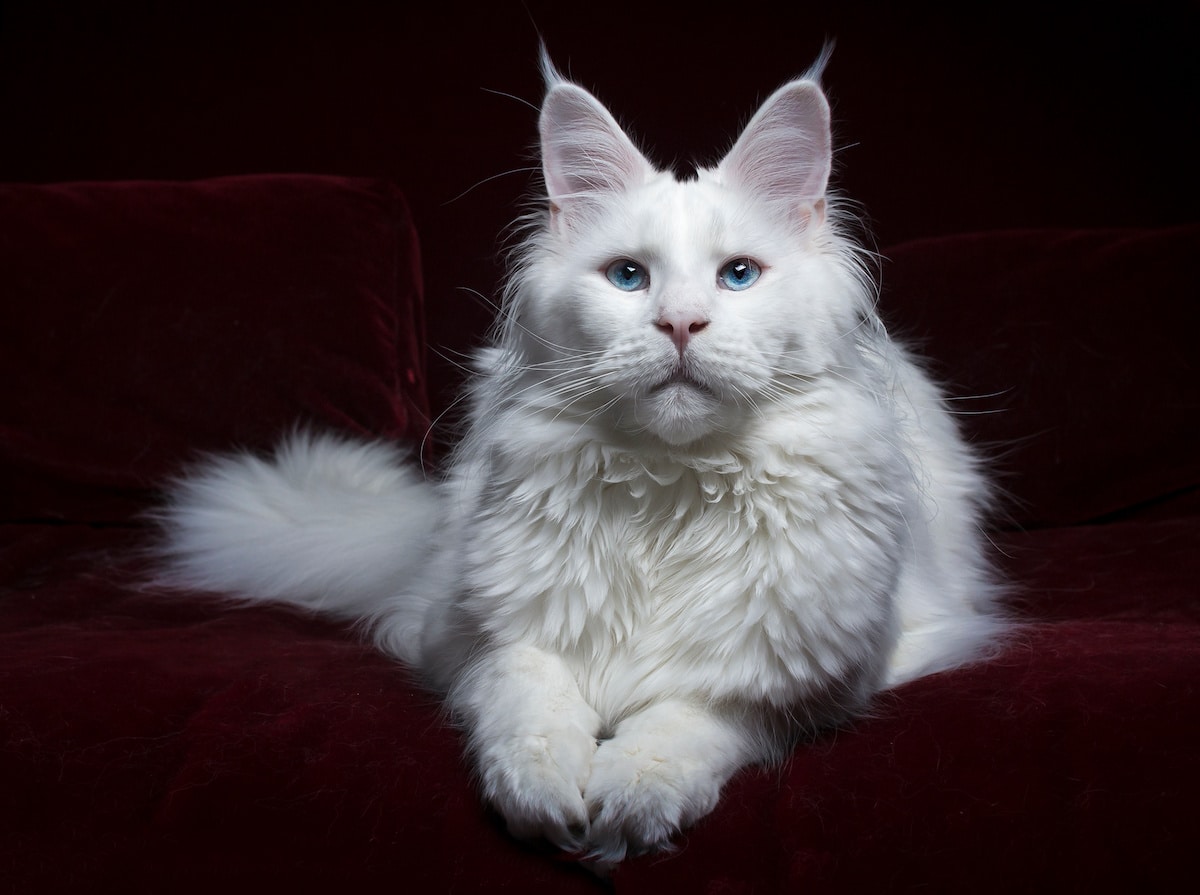 Maine Coon Colors and Patterns