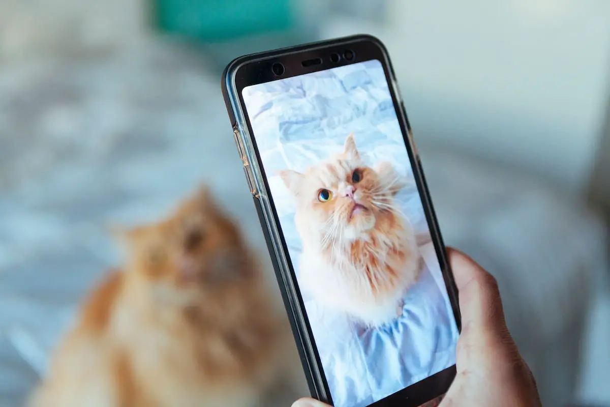 Do Cat Instagrams Make Money? The Ultimate Guide