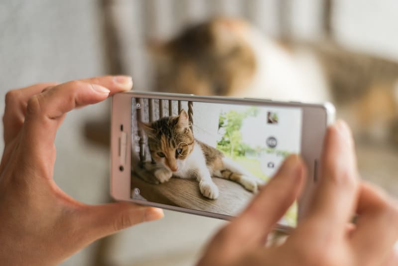 Do Cat Instagrams Make Money? The Ultimate Guide