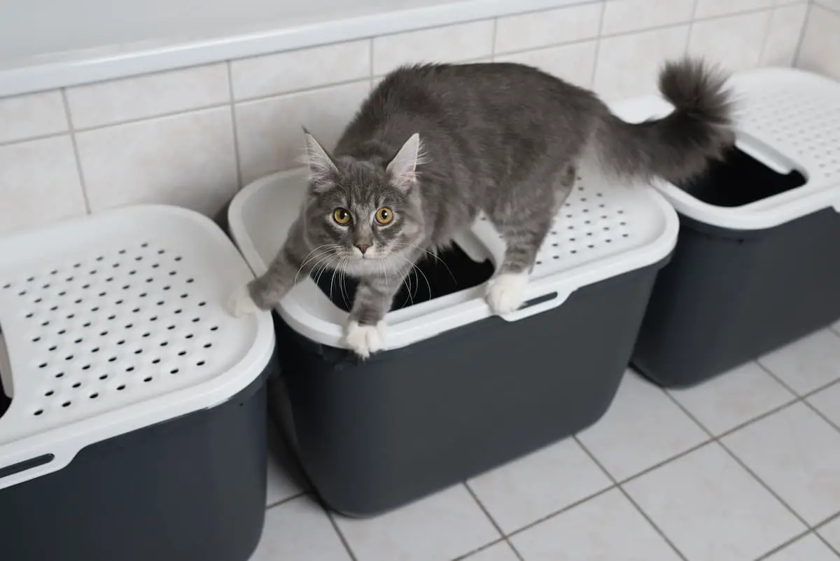 Maine Coon Urinary Problems