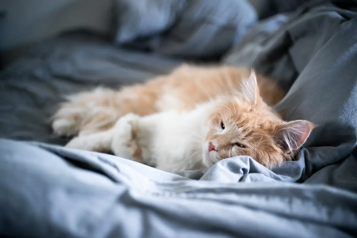 Cat Can’t Jump on Bed Anymore: Causes and Solutions