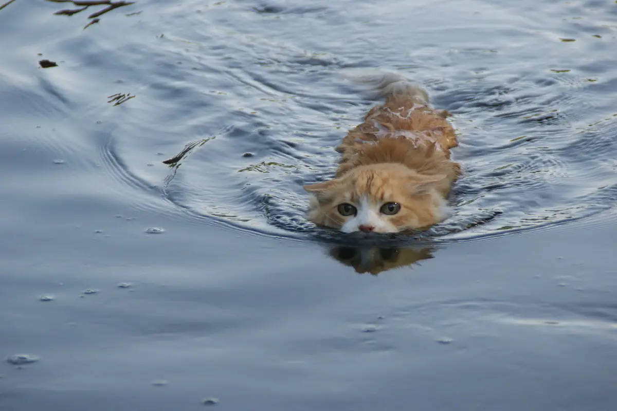 Do Cats Know How to Swim? 4 Breeds that are Strong Swimmers