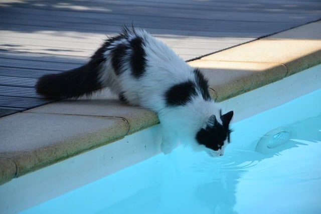 Do Cats Know How to Swim? 4 Breeds that are Strong Swimmers