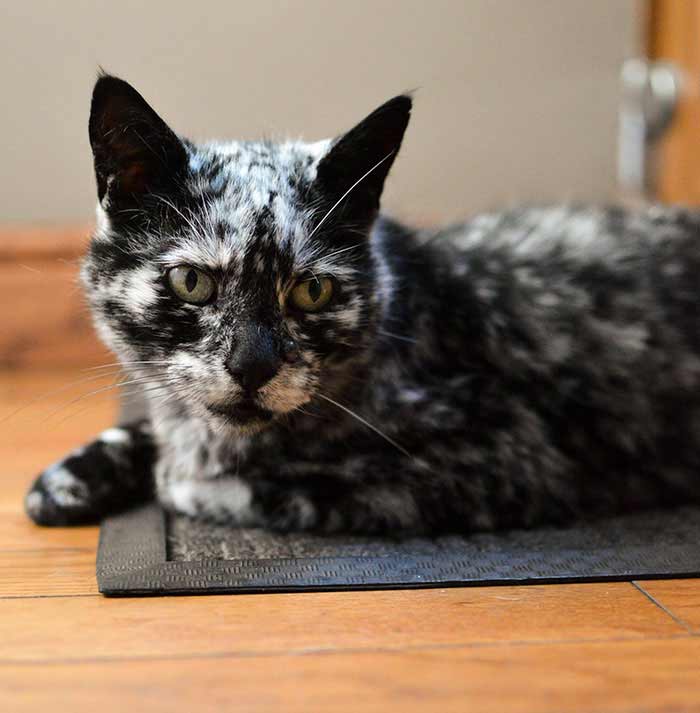 The Cat With Vitiligo – 19 Year old Scrappy Used To Be A Black Cat!