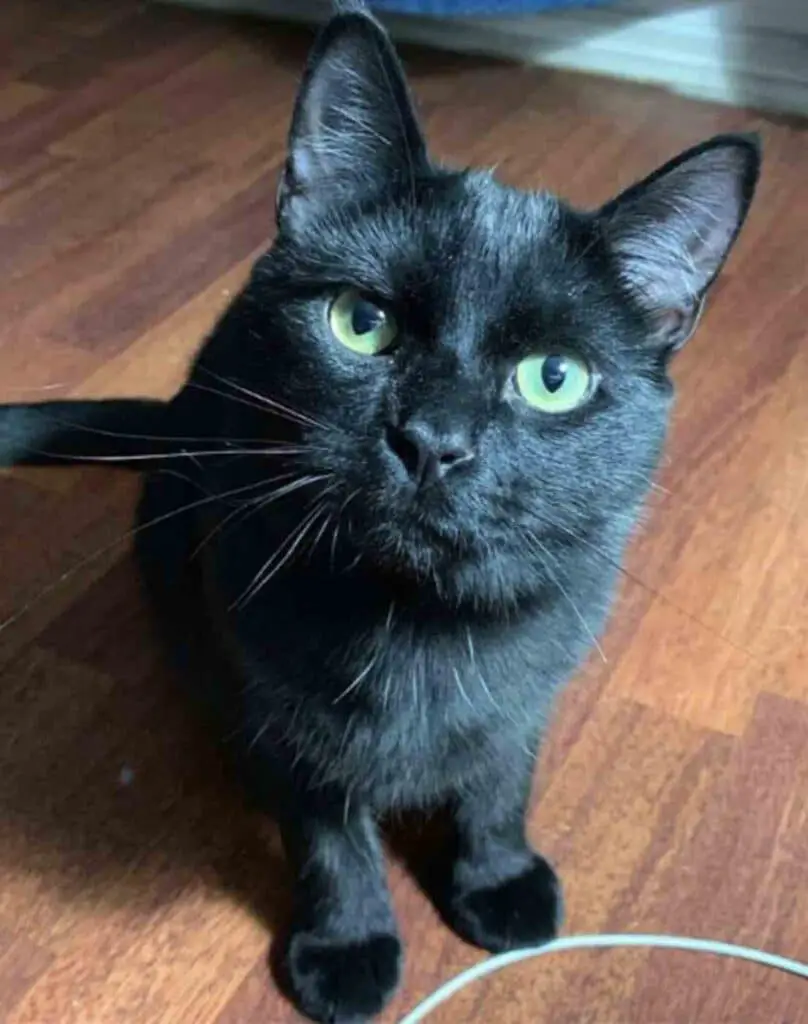 Cat Becomes Best Friends with the Mouse He was Supposed to Catch