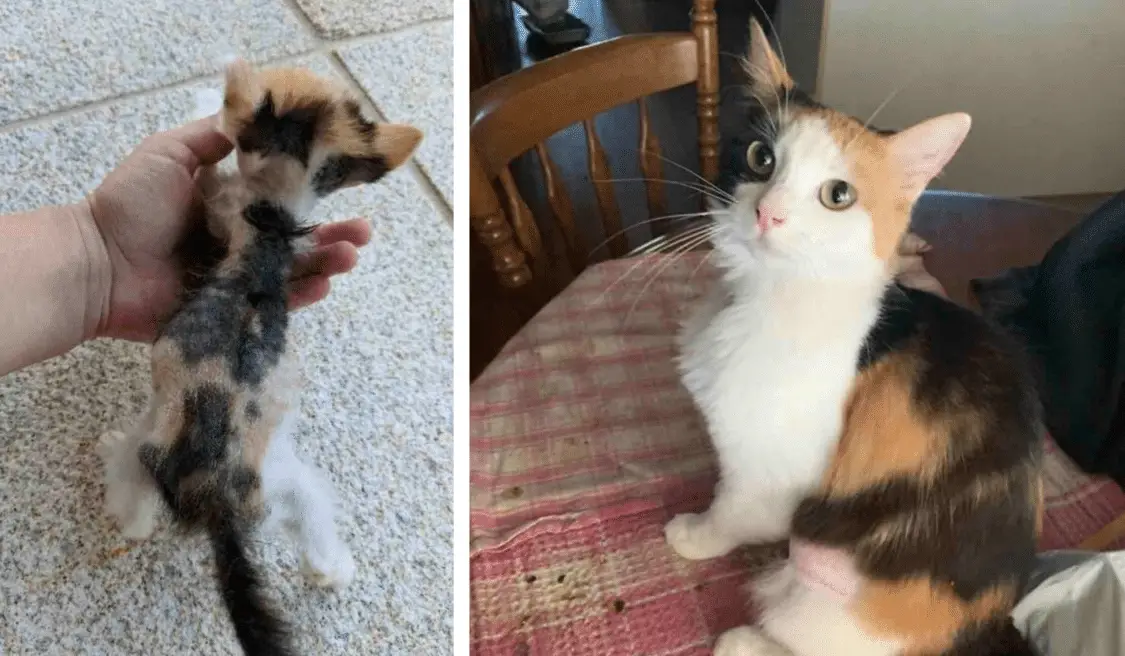 Tiny Malnourished Kitten Goes Through a Life-Changing Transformation ...