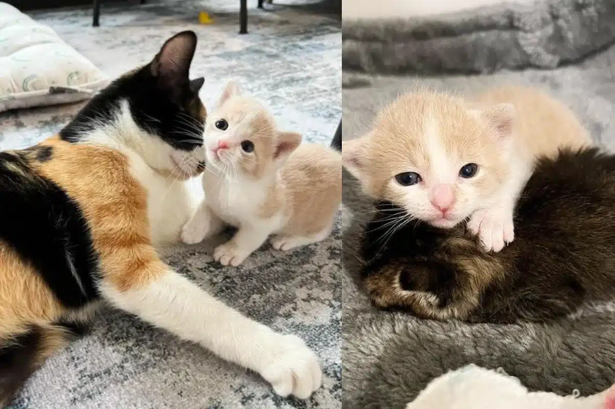 Cat and Her Only Kitten Accept Another Kitten as Their Own and Give Her