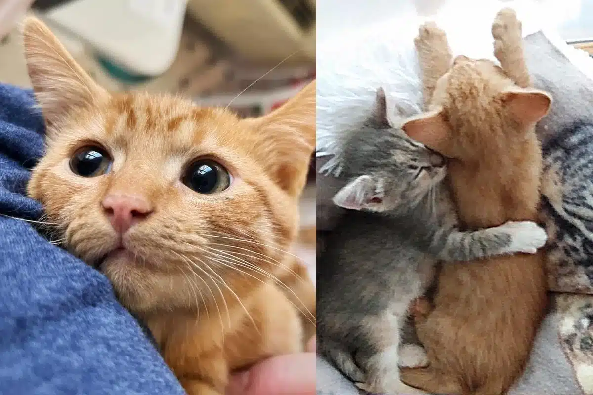 Rescuers Find Two Kittens Abandoned Outside and Notice How Much They ...