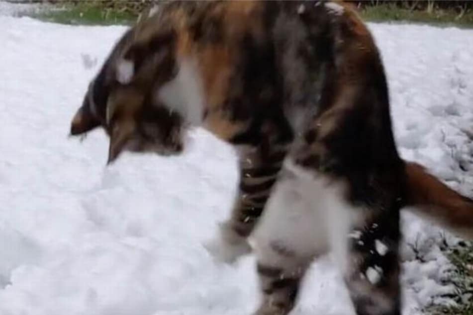 Curious Cat Has Hilarious Reaction to Seeing Snow For the First Time