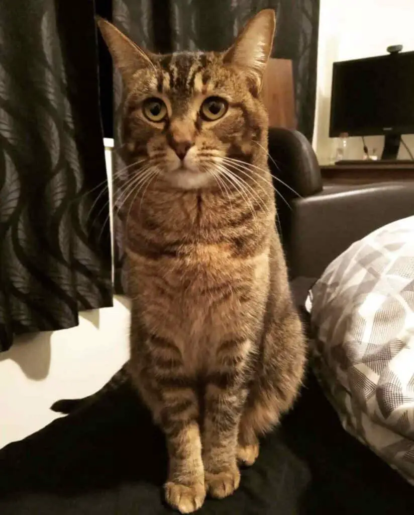 Cat Visits Former Owner at Nursing Home and Has the Sweetest Reaction