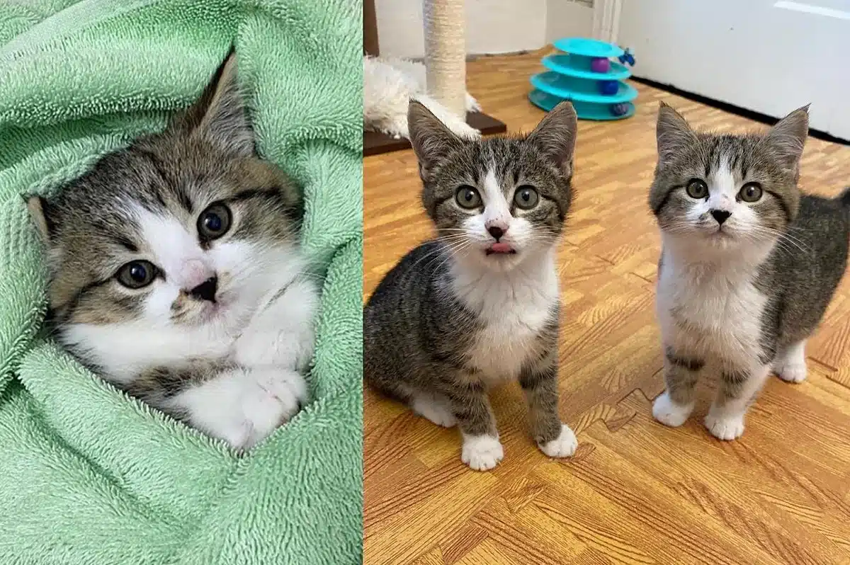 These Aggressive, Feral Kittens Are Completely Transformed Into Sweet ...